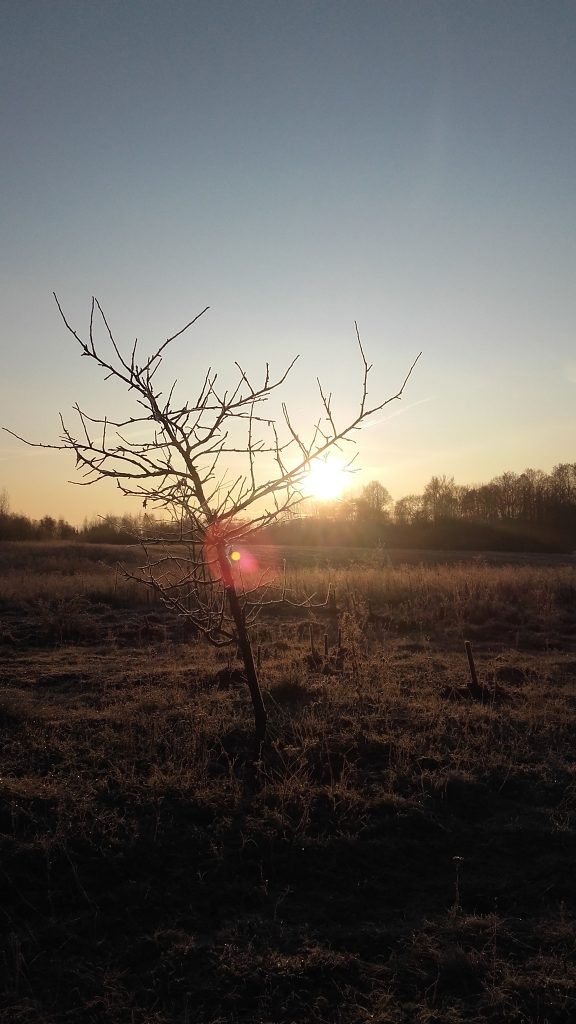 Medis Krunu kaime anksti ryte saulei svieciant